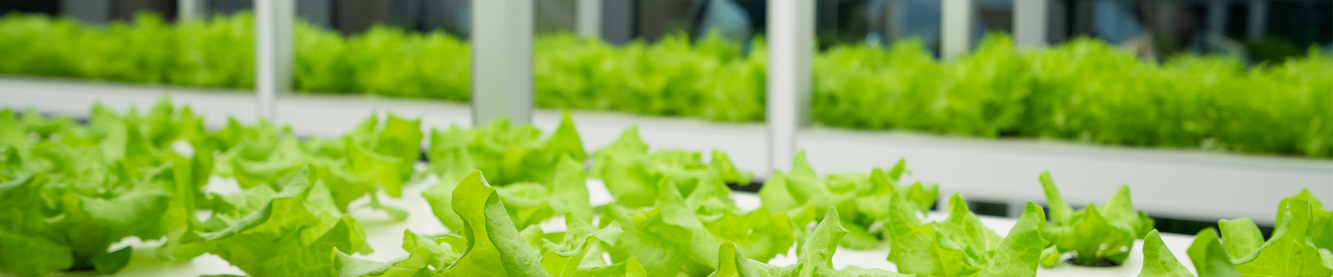 lettucs