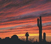 cactuses with sunset