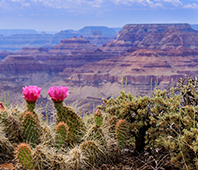 Cactus next to grand canyon