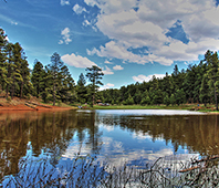 lake with pine trees