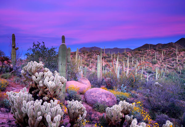 desert landscape