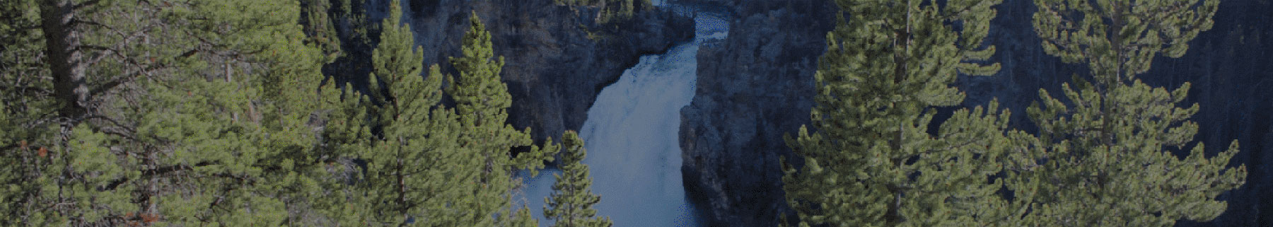 forest with waterfall