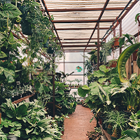 Greenhouse