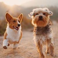Dogs running