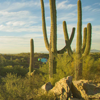 Pima County Visit Tucson Image